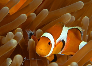 cute little anemone fish by Suzan Meldonian 